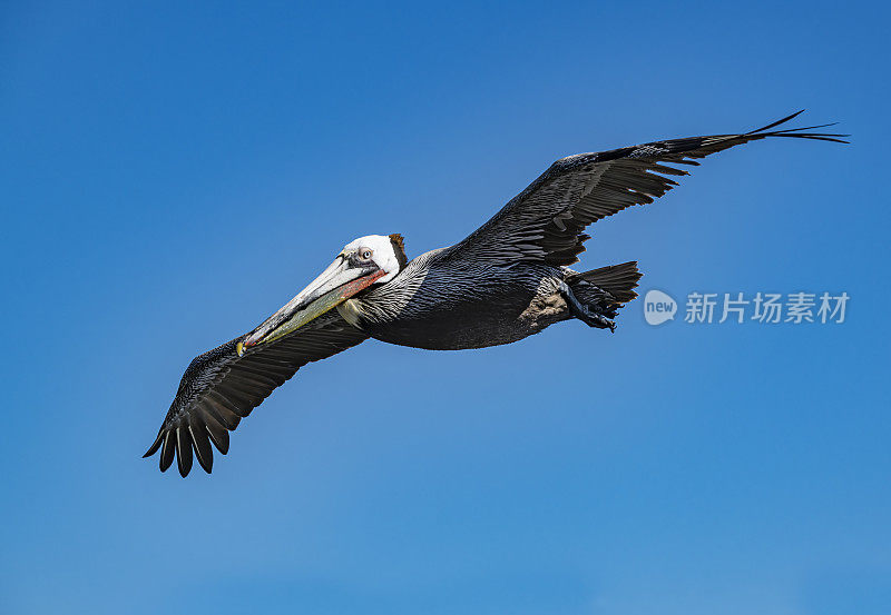 褐鹈鹕(Pelecanus occidentalis)是鹈鹕科的一种鸟，是美洲发现的三种鹈鹕之一，也是两种潜入水中觅食的鸟类之一。洛雷托湾国家海洋公园，墨西哥下加利福尼亚。飞行。